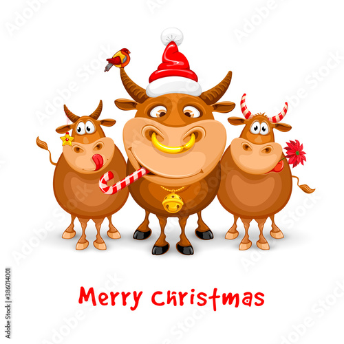 Merry Christmas and Happy New Year 2021 greeting design with cartoon funny bulls. Bulls are decorated with christmas decor. Vector illustration. Isolated on white background.