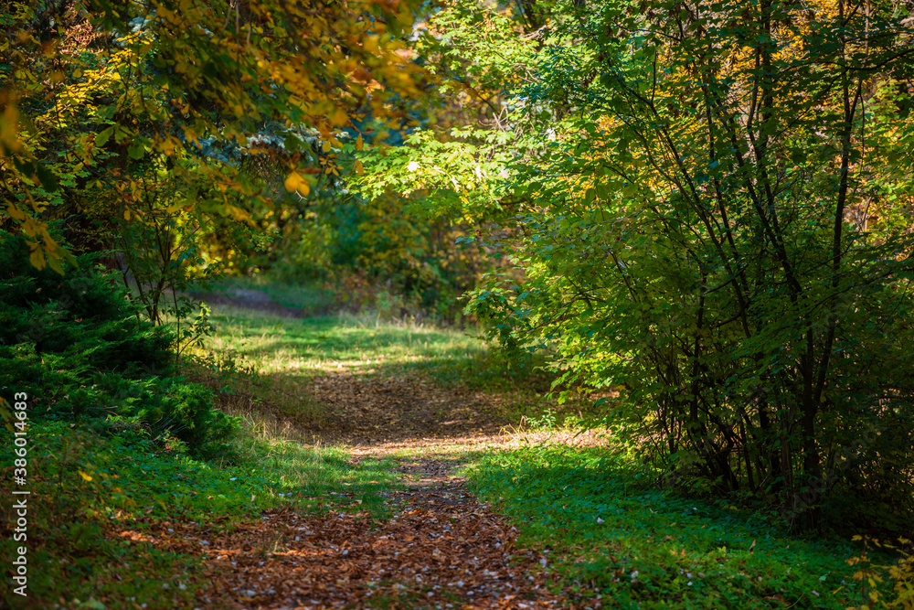 Naklejka premium Beautiful autumn landscape in Vanadzor's botanical garden