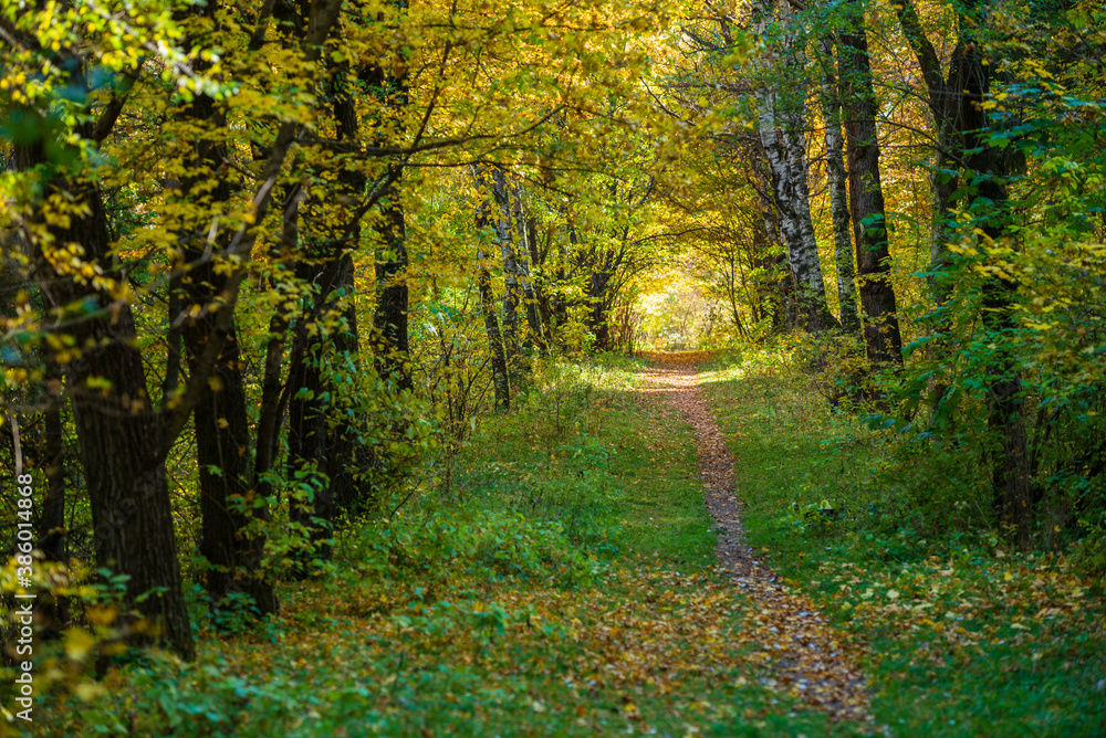 Obraz premium Beautiful autumn landscape in Vanadzor's botanical garden