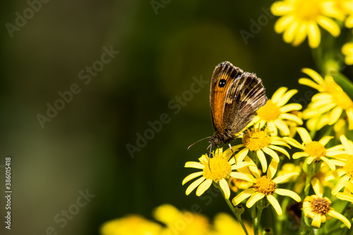 Gatekeeper Butterfly Collecting Nectar from a Stinking Willie Wildflower © Ian