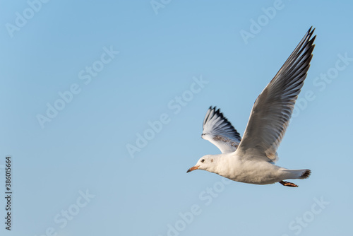 A Seagull in flight in the blue sky