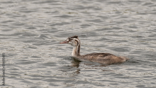 Young Great Crested Grebe Floating on Water