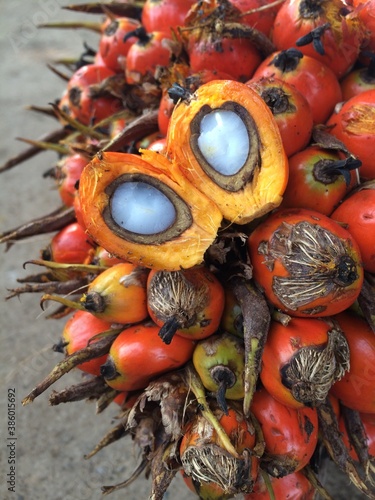 palm fruit