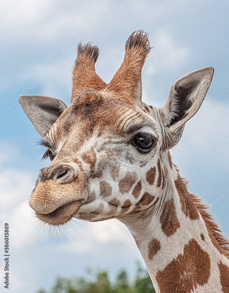 Naklejka premium Giraffe