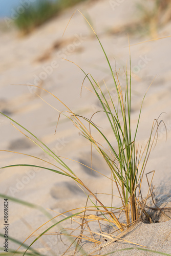 Green grass grows on the sand.