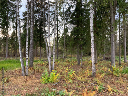 trees in the forest