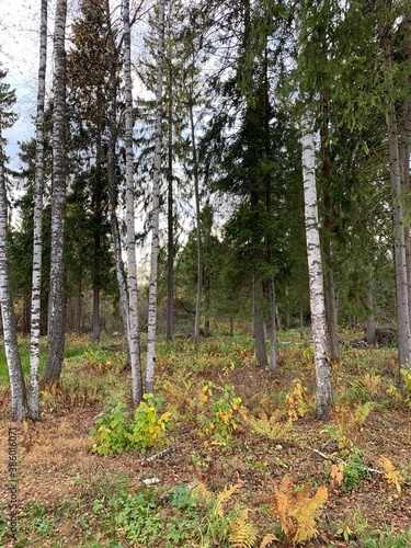 trees in the forest