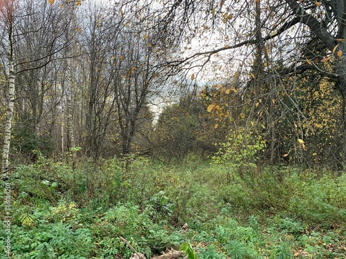trees in the forest