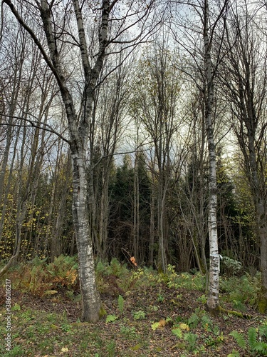 trees in the forest
