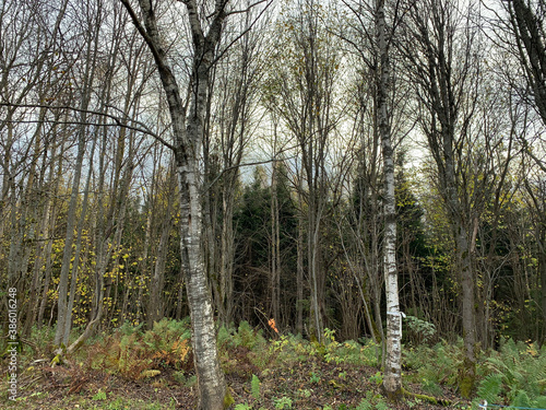 trees in the forest
