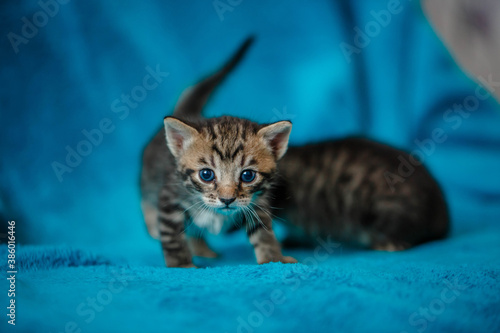 two kittens play on a blue blanket © popovatetiana