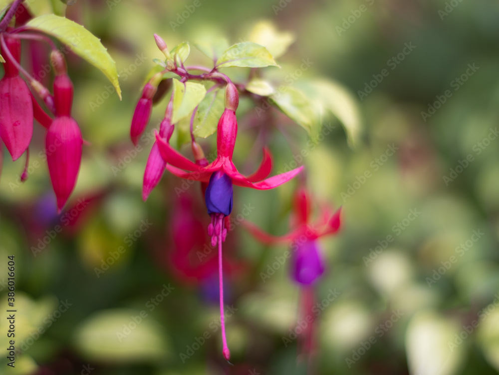 Fuchsia up close Fuchsia up close