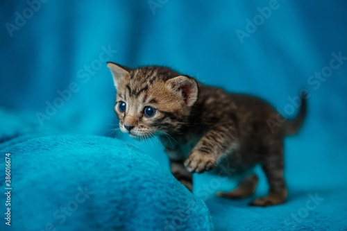 one gray strip a beautiful little kitten, playing on a blue background, © popovatetiana