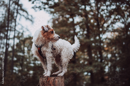 Cute Parson Russell Terrier Autumn Portrait photo