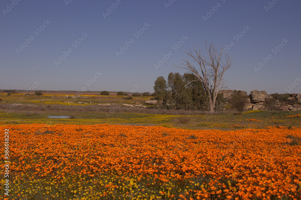 Namaqualand Orange Flowers Landscape