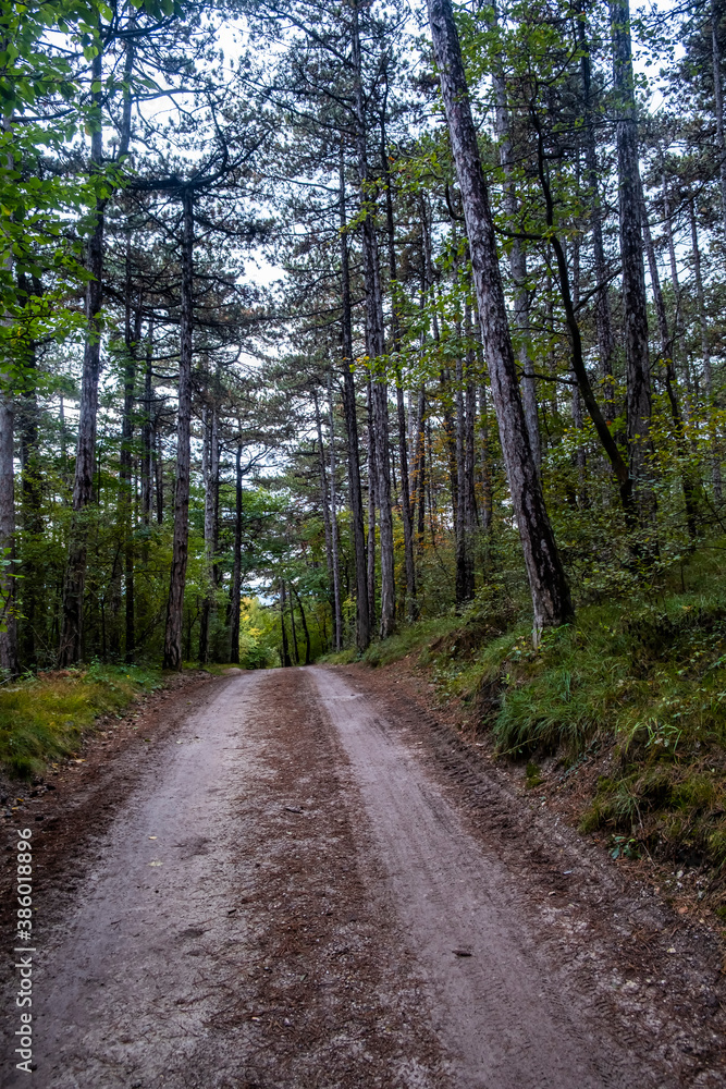 Naklejka premium bicycle path in green forest
