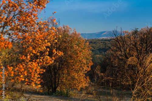 krajobraz widok drzewa niebo natura jesie  