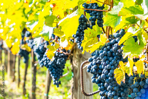 blue merlot grapes in autumn vineyard