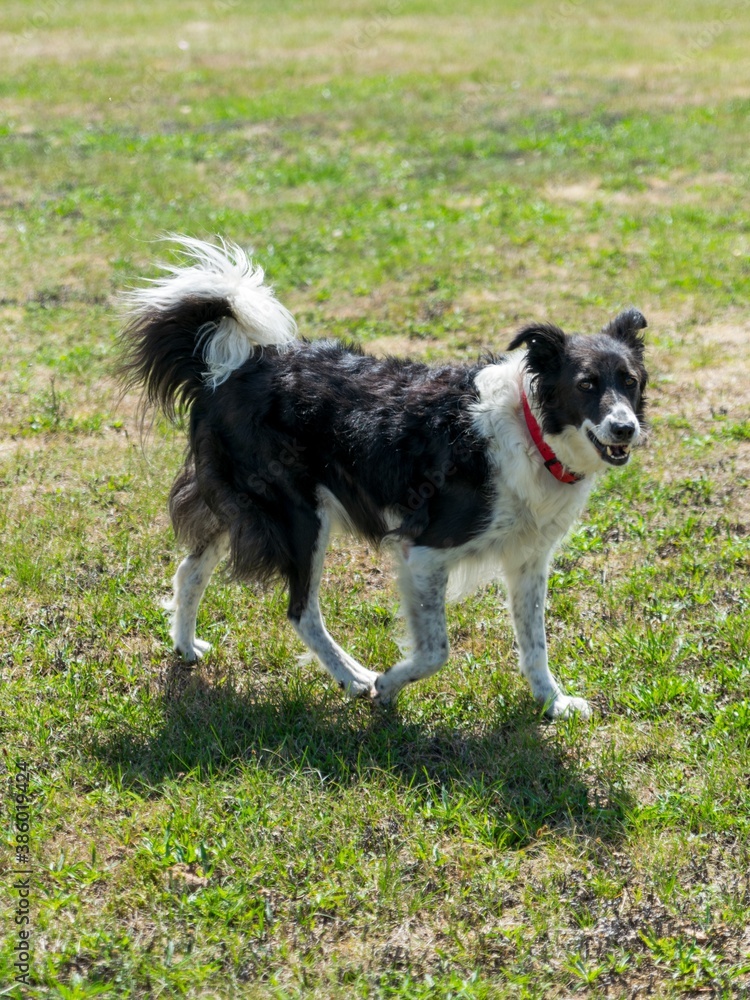 portrait of border collie dog in the grass portrait of border collie dog in the grass