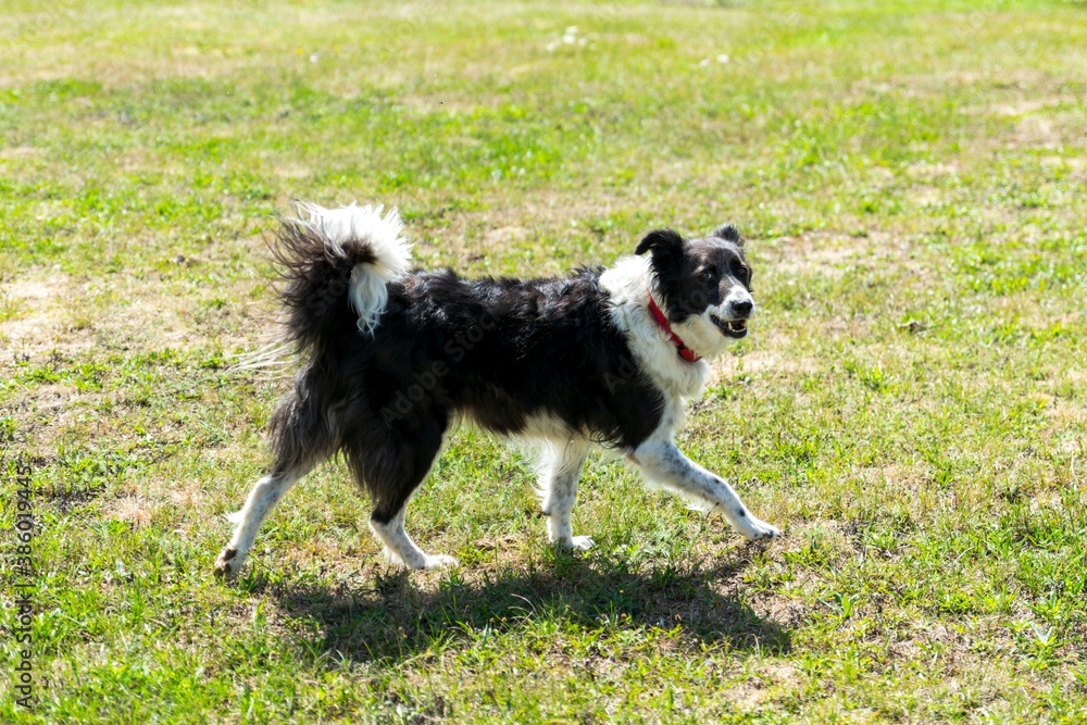 portrait of border collie dog in the grass portrait of border collie dog in the grass