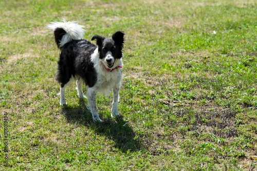 portrait of border collie dog in the grass