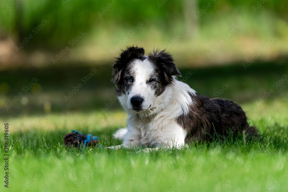 portrait of australian shepherd dog