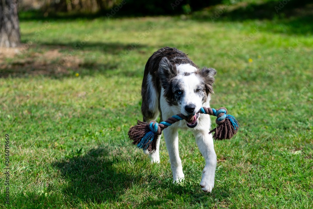 portrait of australian shepherd dog