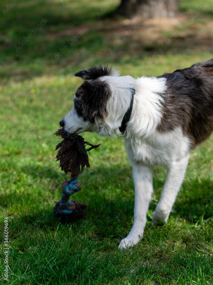portrait of australian shepherd dog portrait of australian shepherd dog