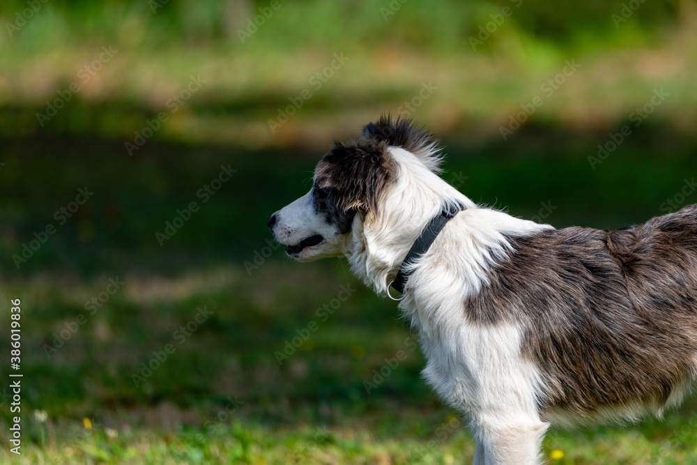 portrait of australian shepherd dog