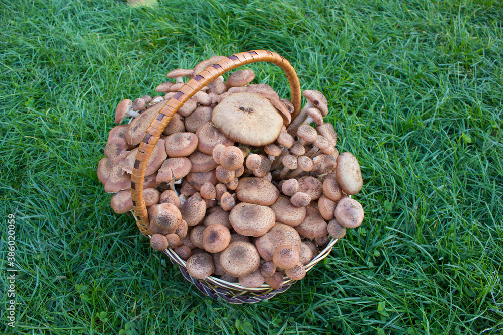 harvest of mushrooms in a basket,a full basket of mushrooms collected in the woods on the grass stands