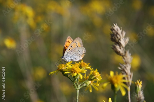 Large copper butterfly (großer Feuerfalter) on yellow flower