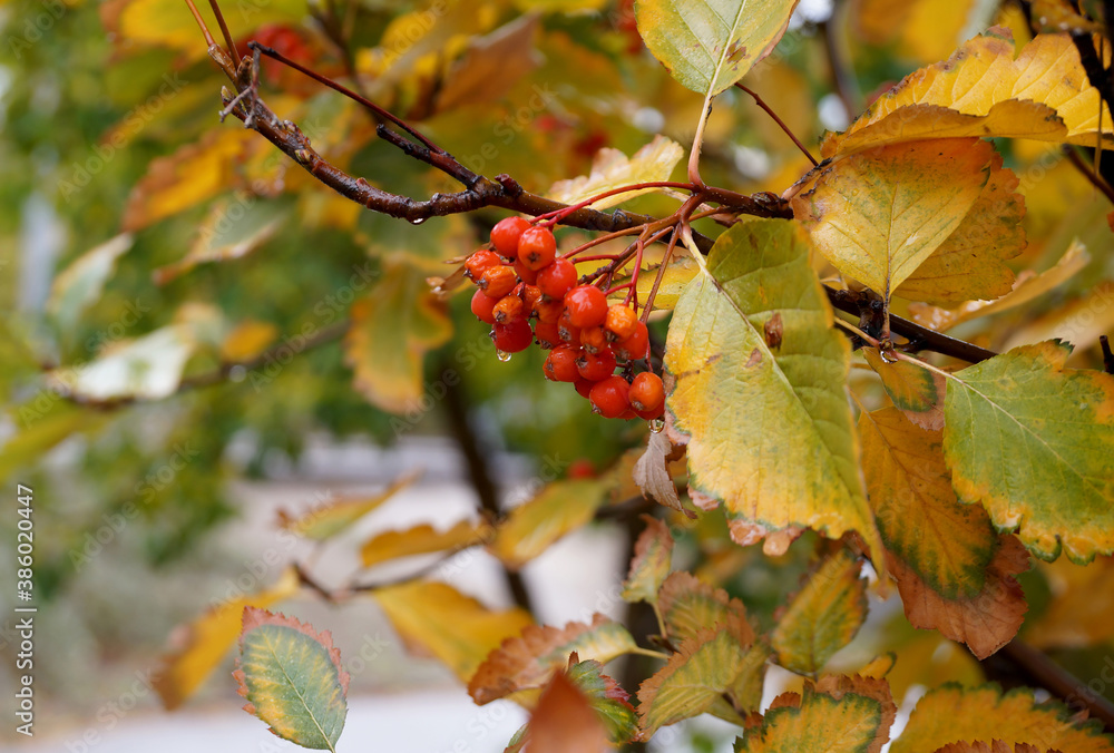Fototapeta premium Red berries on an autumn tree