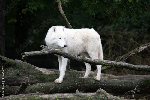 Loup blanc 2/7 photo