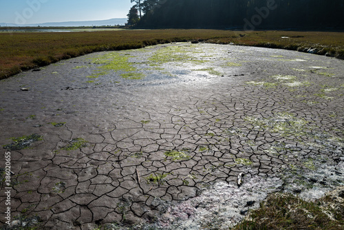 Section of caked mud near the beach at Spencer Spit State Park on Lopez Island, Washington, USA