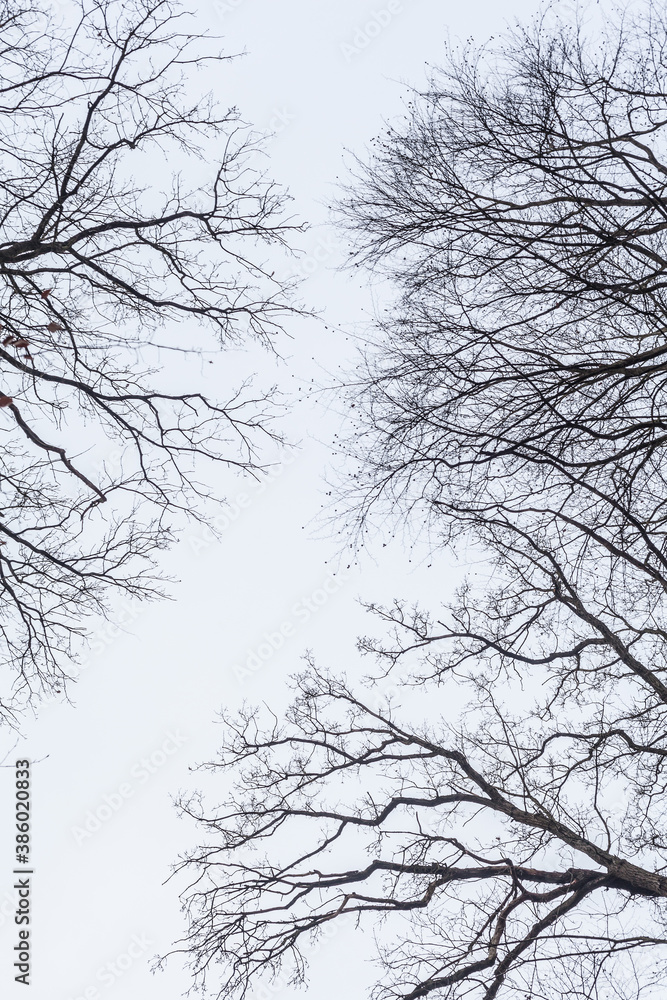 Several bare trees in autumn without leaves against a gray overcast sky cold tree winter discomfort park seasons season warm clothes depression adaptable woody mood forest Several bare trees in autumn without leaves against a gray overcast sky cold tree winter discomfort park seasons season warm clothes depression adaptable woody mood forest