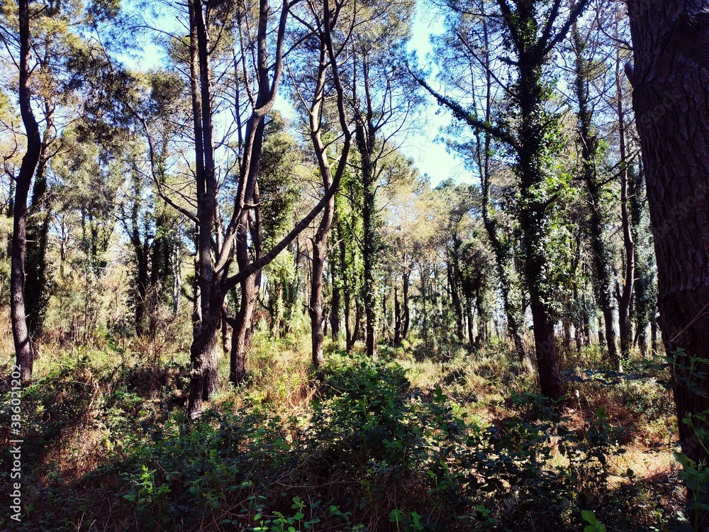 autumn in the forest autumn in the forest