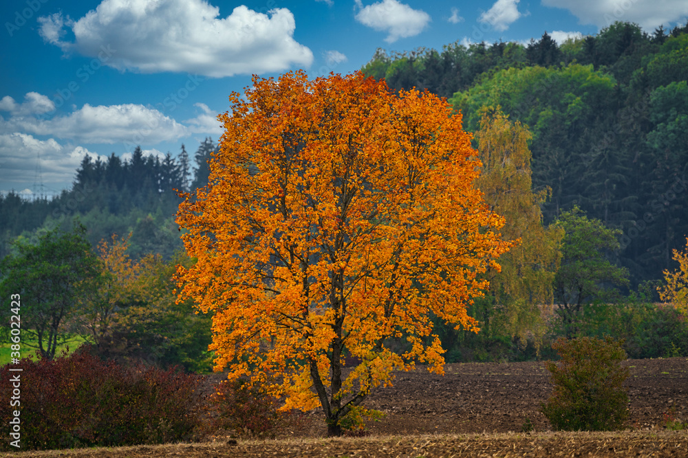 Fototapeta premium Ahornbaum