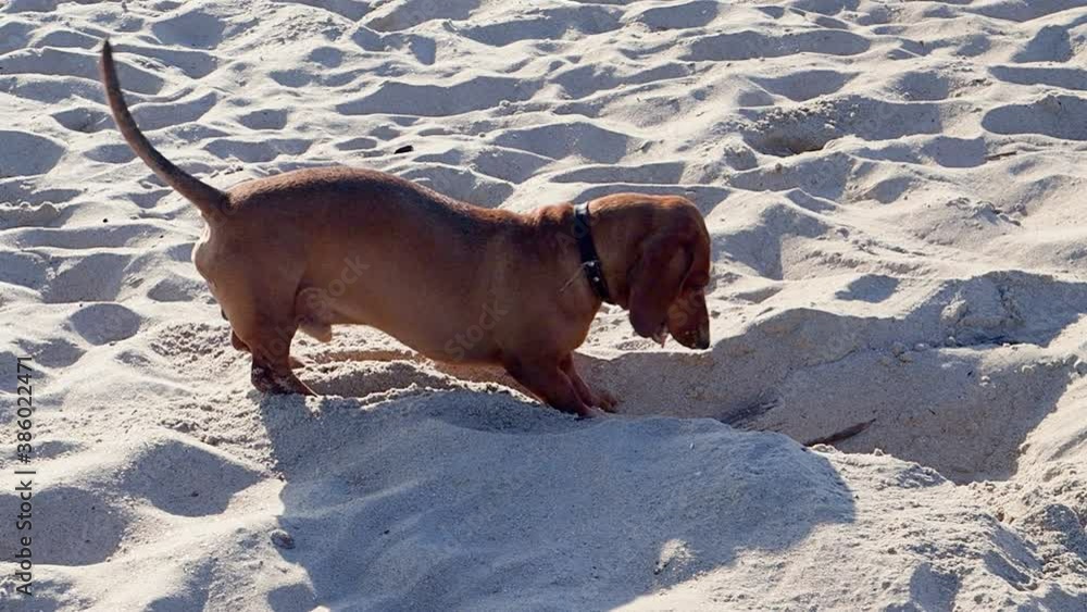 A funny dachshund digs a wooden plank from the sand on the sea coast. Gaining valuable information and bloodhound concept.