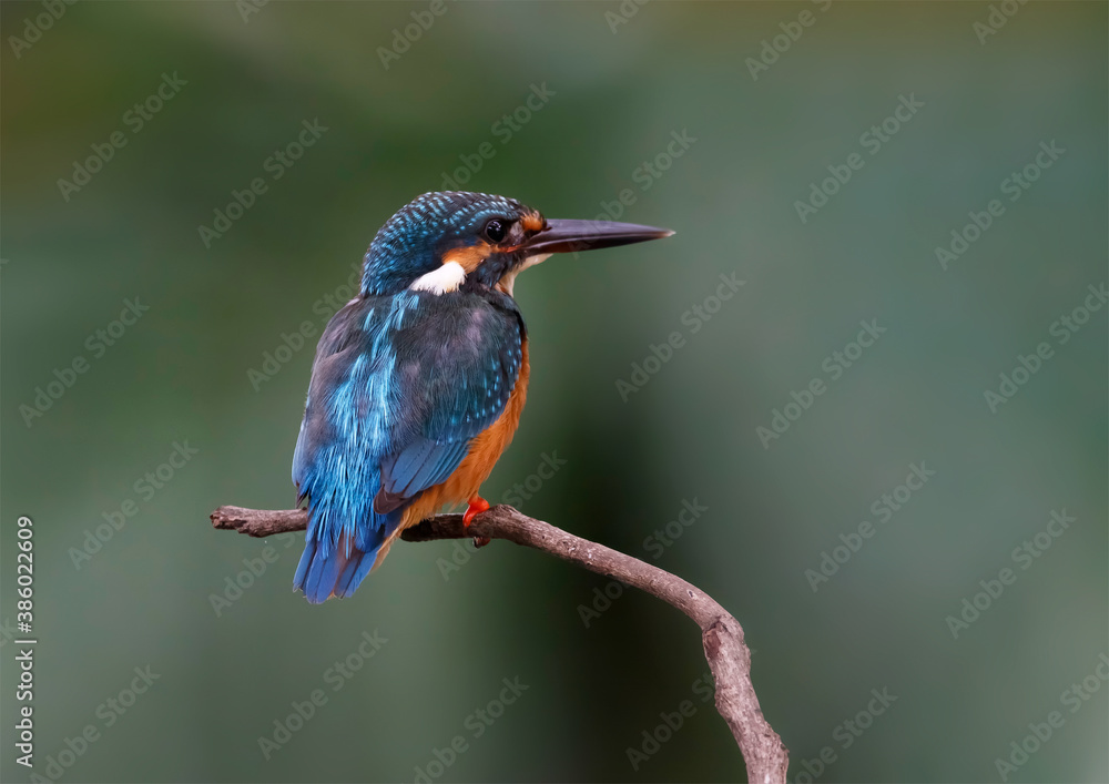 custom made wallpaper toronto digitalKingfisher, Alcedo. Close-up portrait. Carefully peers into the distance