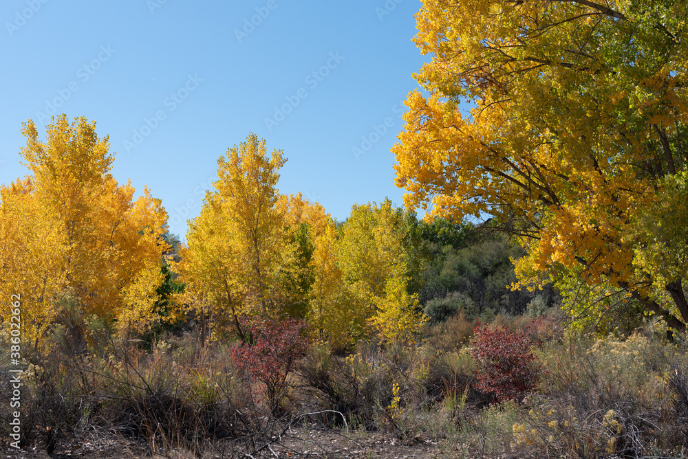 Autumn cottonwood grove in western Colorado near Grand Junction Autumn cottonwood grove in western Colorado near Grand Junction