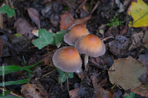 group of wild mushrooms inside a wood
