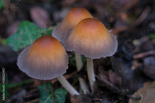 group of wild mushrooms inside a wood