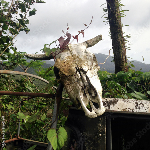 crane dominica