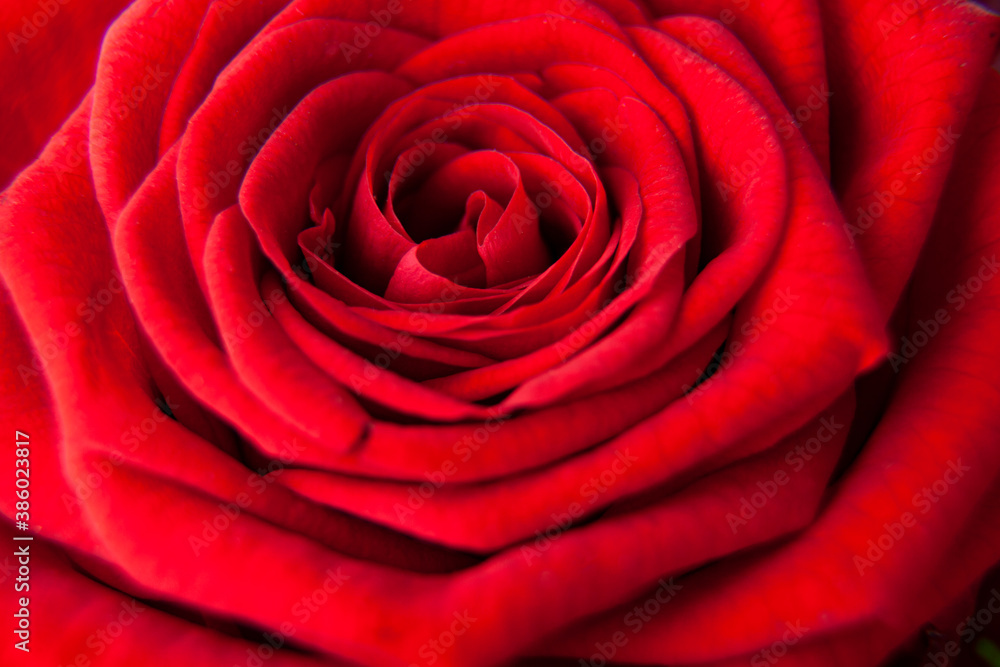 red rose closeup red rose closeup