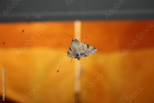 Beautiful moth on enlightened window