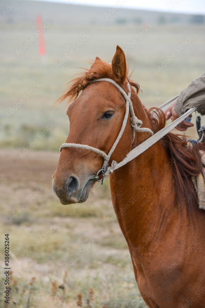 Fototapeta premium Portrait of a tired horse. Fragment of an animal and a host. Kazakhstan.