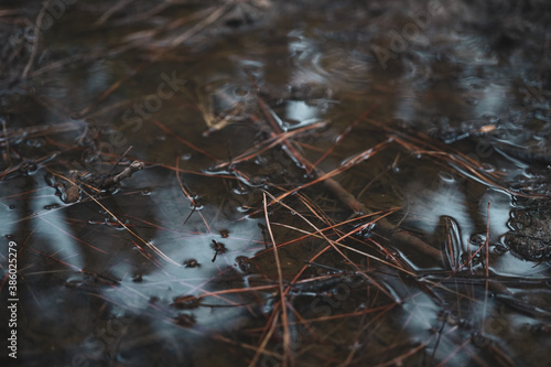 pine needles in muddy water