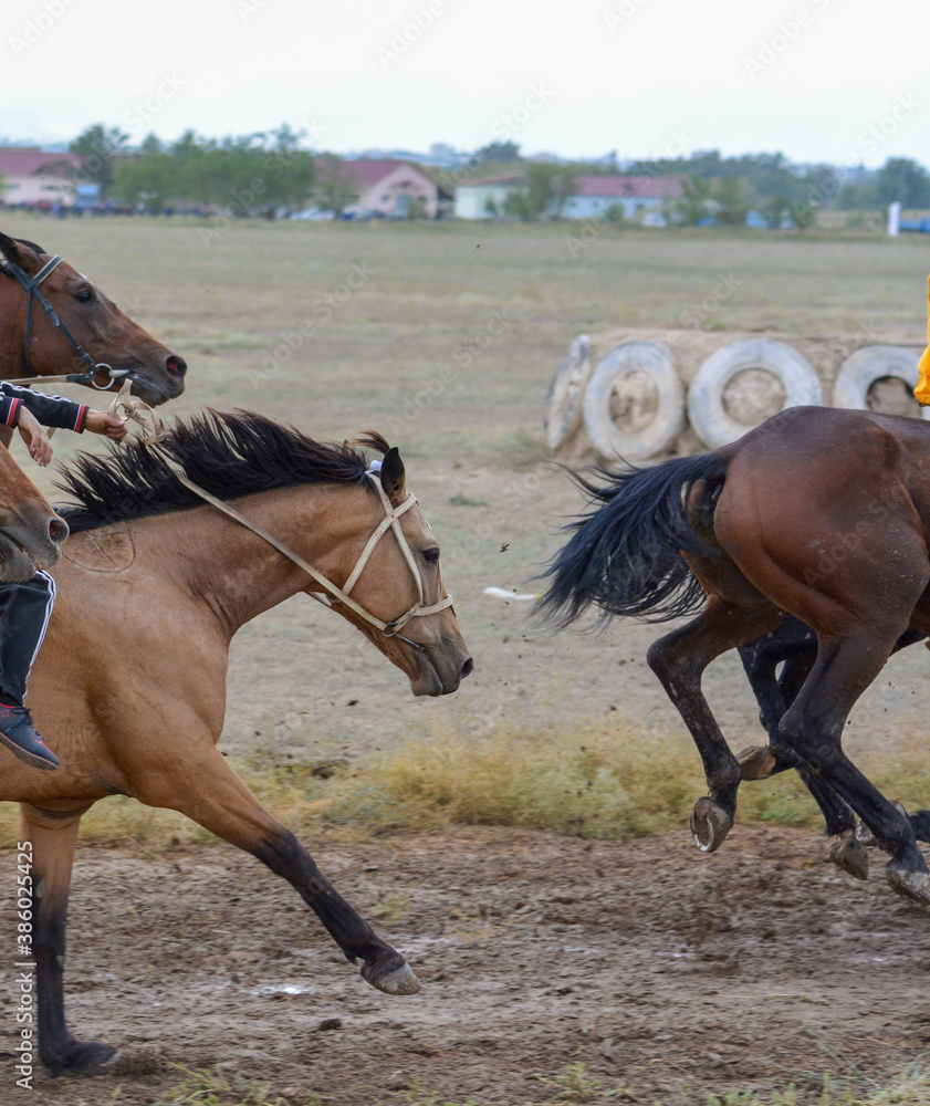 Portrait of a tired horse. Skachka, Kazakhstan. Portrait of a tired horse. Skachka, Kazakhstan.