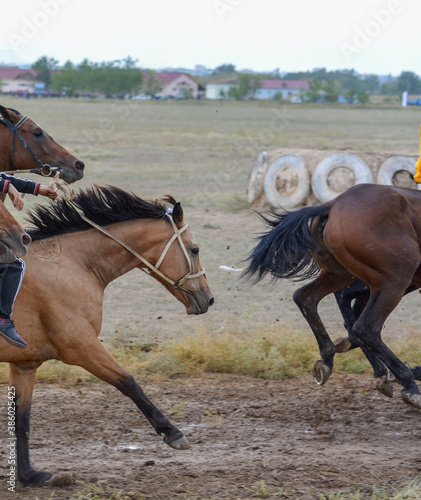 Portrait of a tired horse. Skachka, Kazakhstan.