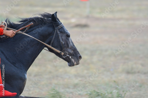 Portrait of a tired horse. Skachka, Kazakhstan.